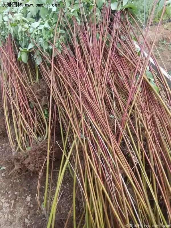 沭陽(yáng)紅瑞木價(jià)格 沭陽(yáng)紅瑞木價(jià)格