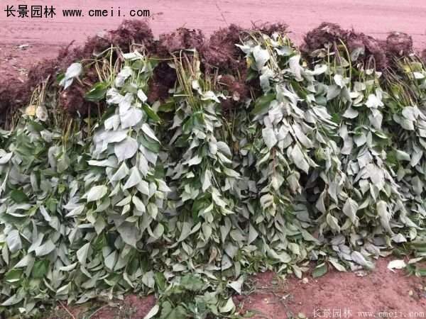 沭陽特價紅瑞木苗 沭陽特價紅瑞木苗