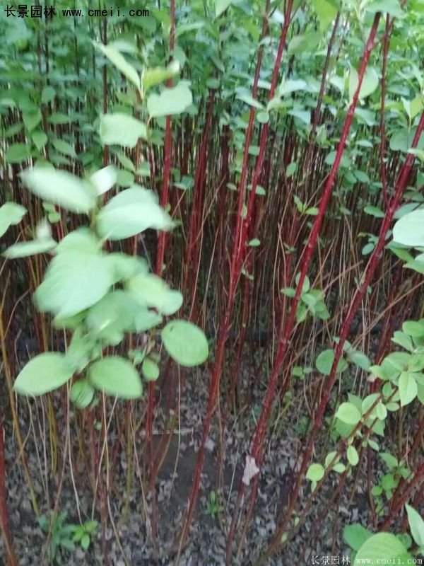 沭陽特價紅瑞木苗 沭陽特價紅瑞木苗