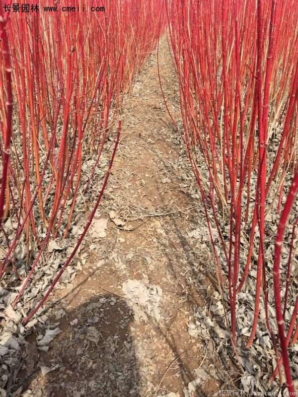 沭陽特價紅瑞木苗 沭陽特價紅瑞木苗