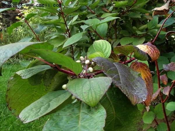 沭陽紅瑞木基地 沭陽紅瑞木基地