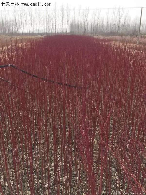 沭陽的紅瑞木 沭陽的紅瑞木