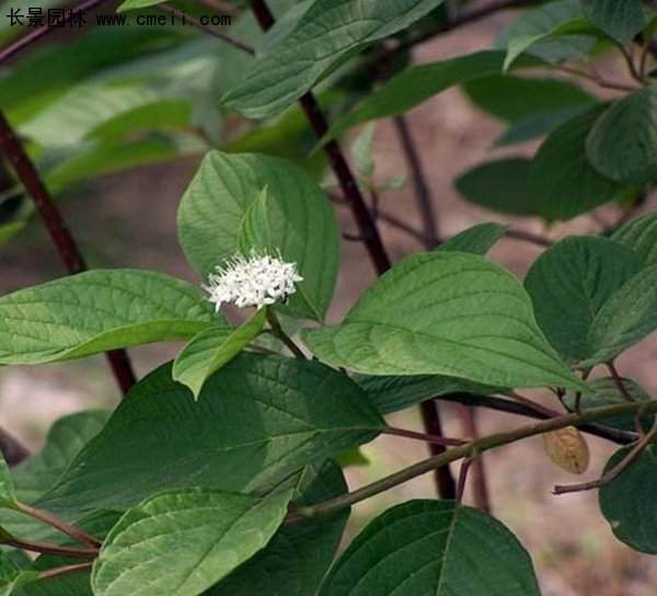 沭陽的紅瑞木 沭陽的紅瑞木