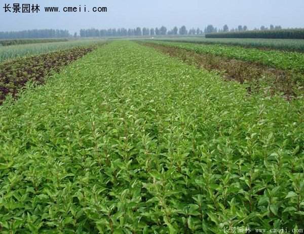 沭陽紅瑞木基地 沭陽紅瑞木基地