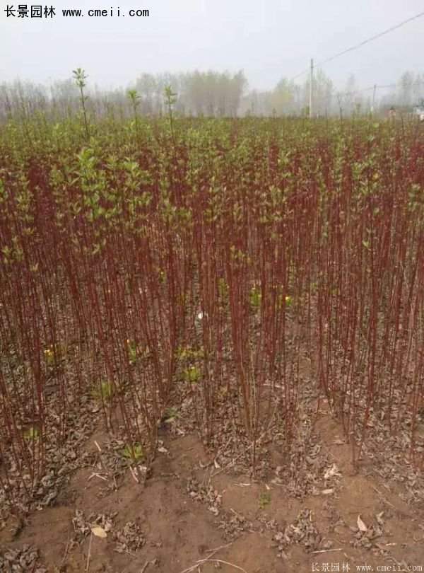 沭陽紅瑞木基地 沭陽紅瑞木基地