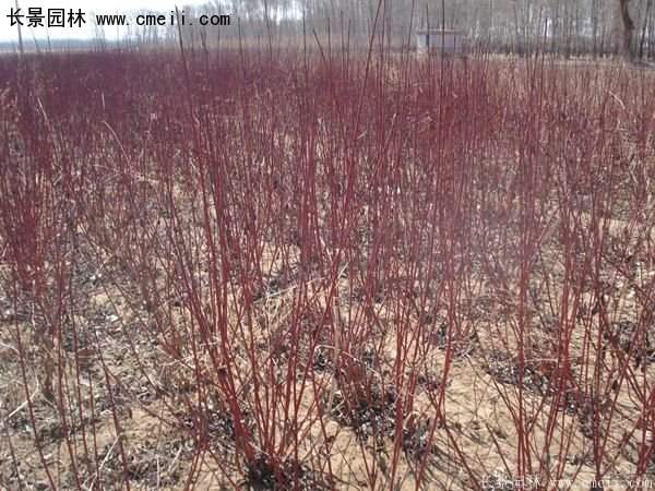 沭陽紅瑞木價格 沭陽紅瑞木價格