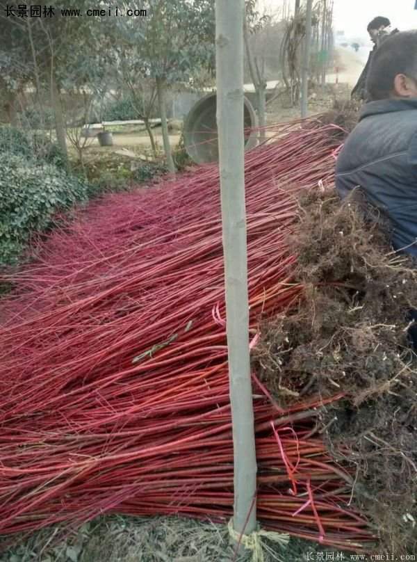 紅瑞木規格 紅瑞木規格