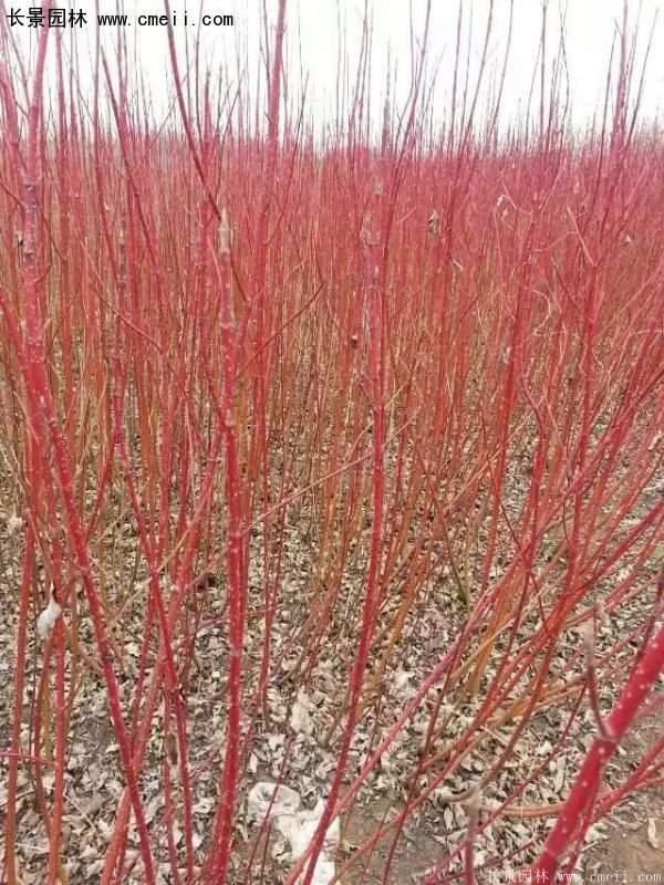 紅瑞木規格 紅瑞木規格