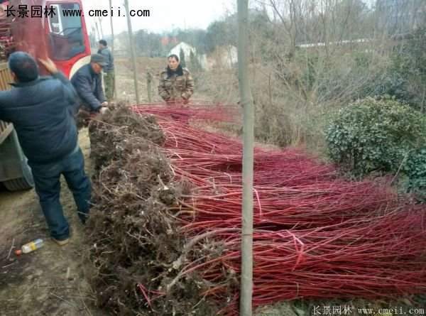 紅瑞木規格 紅瑞木規格