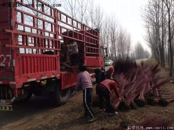 紅瑞木規格 紅瑞木規格