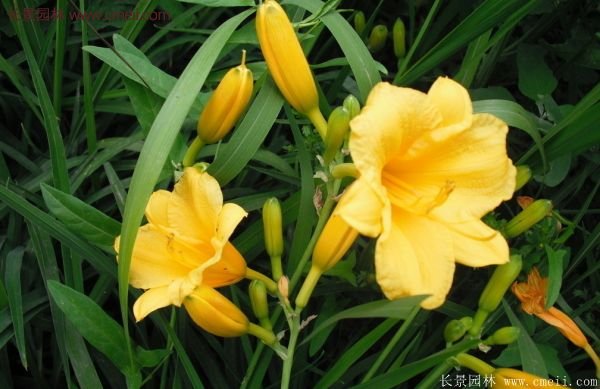 耐熱耐寒,花期超長的金娃娃萱草