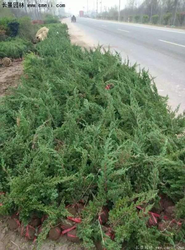 沭陽地柏苗 沭陽地柏苗