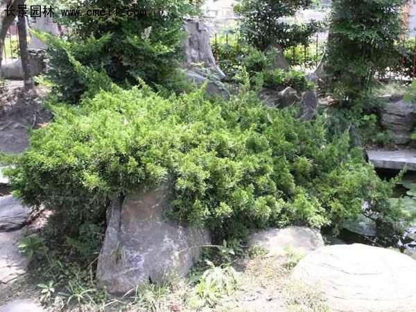 沭陽的鋪地柏 沭陽的鋪地柏