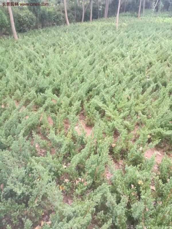 沭陽地柏苗 沭陽地柏苗