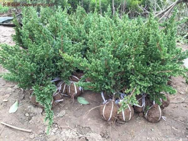 沭陽(yáng)的地柏基地 沭陽(yáng)的地柏基地