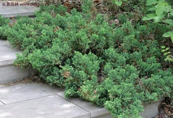 沭陽(yáng)的地柏基地 沭陽(yáng)的地柏基地