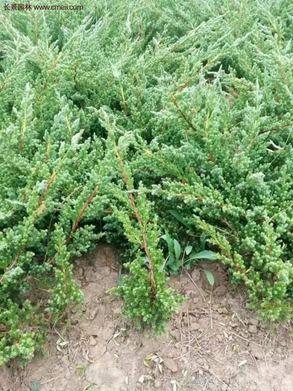 沭陽的地柏 沭陽的地柏