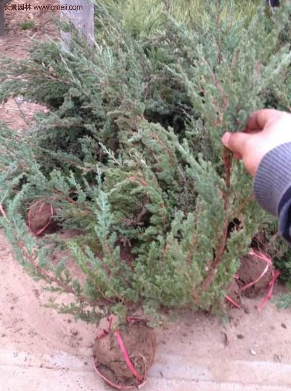 沭陽地柏的優(yōu)勢 沭陽地柏的優(yōu)勢