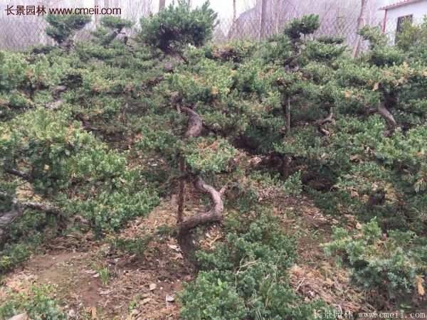 沭陽地柏的優(yōu)勢 沭陽地柏的優(yōu)勢