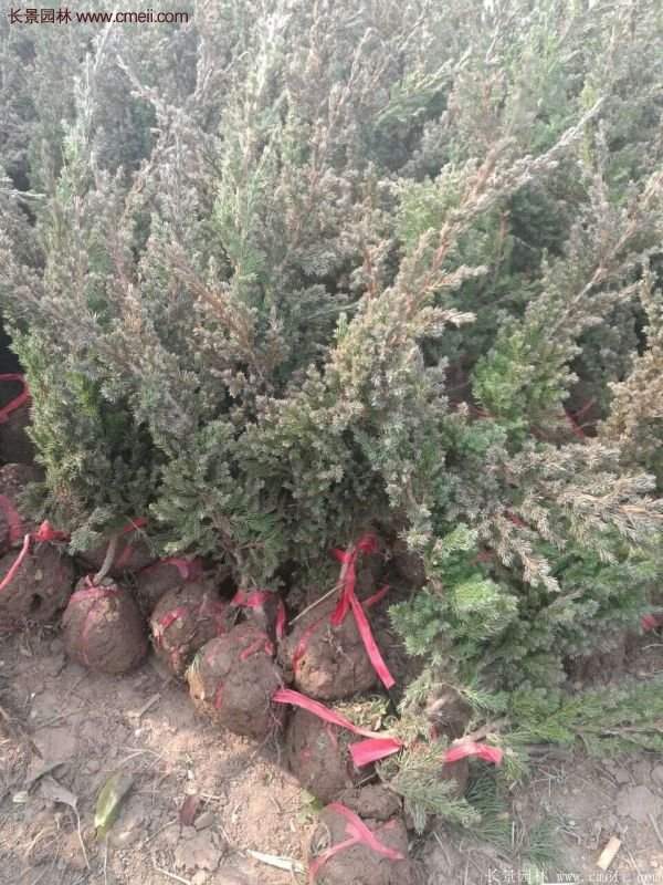 沭陽地柏的優(yōu)勢 沭陽地柏的優(yōu)勢