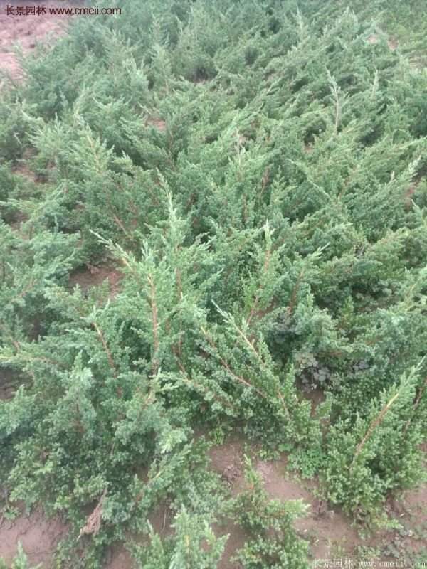 沭陽地柏的優(yōu)勢 沭陽地柏的優(yōu)勢