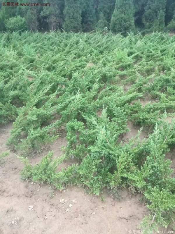 沭陽地柏的優(yōu)勢 沭陽地柏的優(yōu)勢