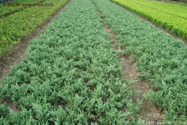 沭陽地柏的優(yōu)勢 沭陽地柏的優(yōu)勢