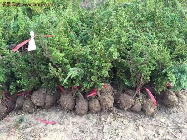 沭陽地柏苗的價格 沭陽地柏苗的價格