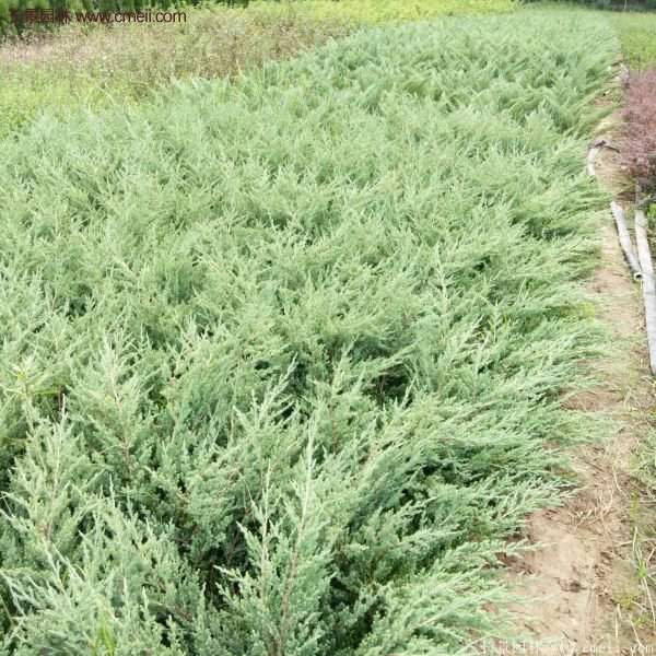 沭陽地柏苗的價格 沭陽地柏苗的價格