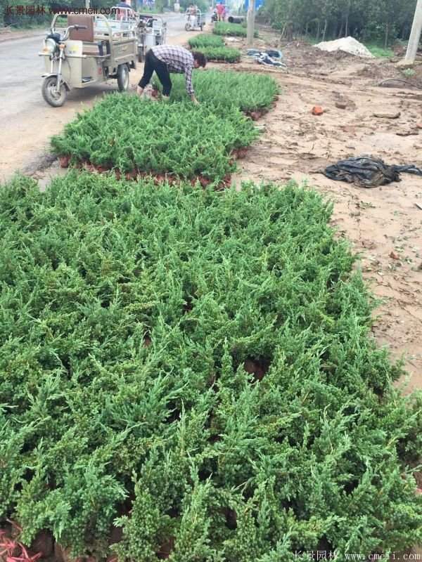 沭陽沙地柏 沭陽沙地柏