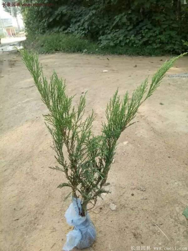 沙地柏的行情 沙地柏的行情