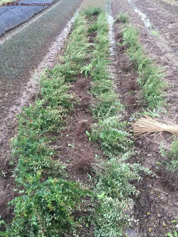 沭陽火棘苗、火棘球