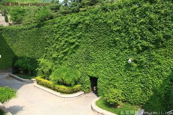 爬山虎都能種植在哪些地方？