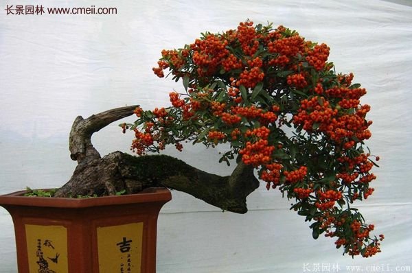 火棘盆景 火棘盆景