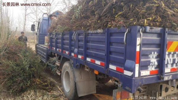 沭陽火棘苗 沭陽火棘苗