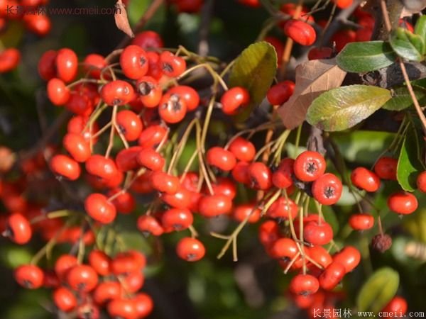 沭陽火棘專賣 沭陽火棘專賣