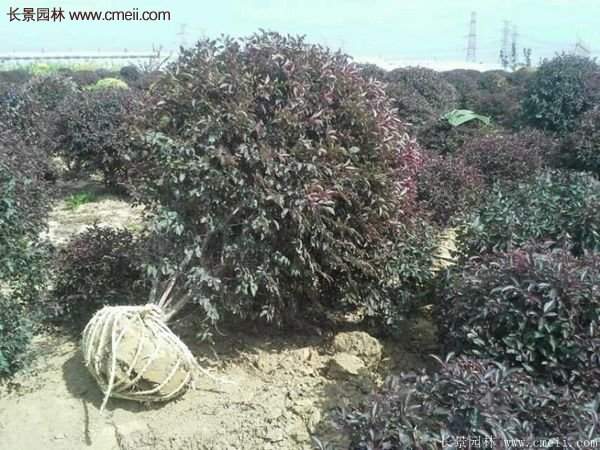 沭陽火棘基地 沭陽火棘基地