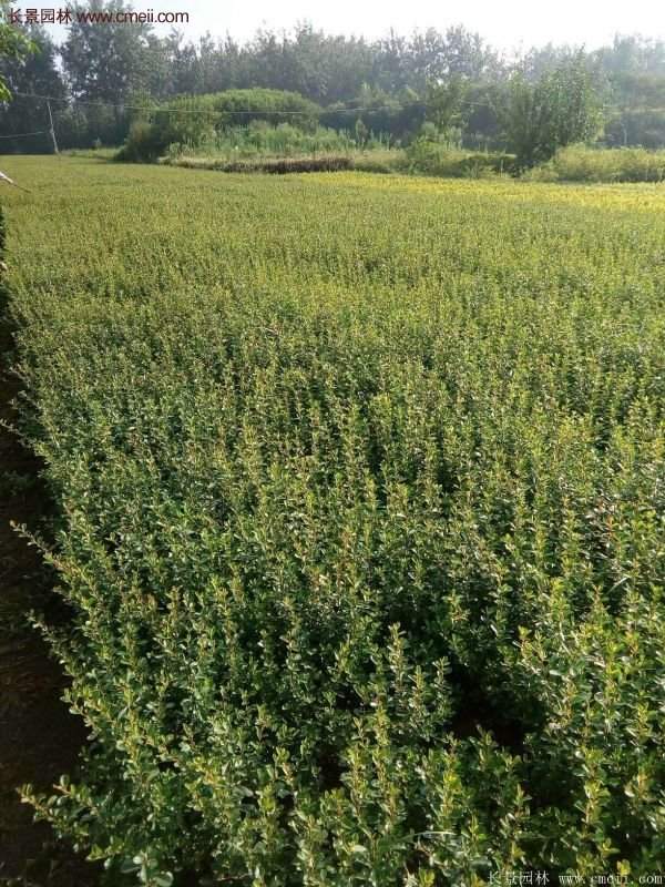 火棘工程苗 火棘工程苗