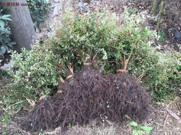 優(yōu)質(zhì)火棘苗 優(yōu)質(zhì)火棘苗