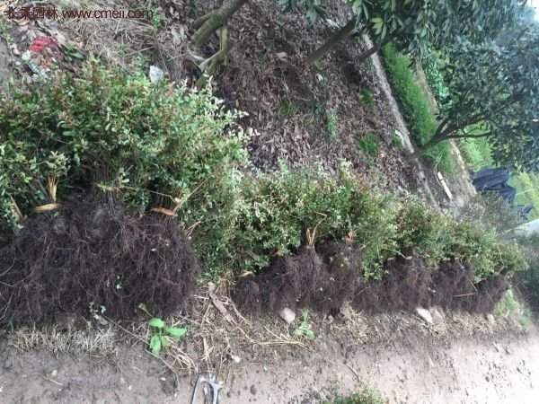 優(yōu)質(zhì)火棘苗 優(yōu)質(zhì)火棘苗