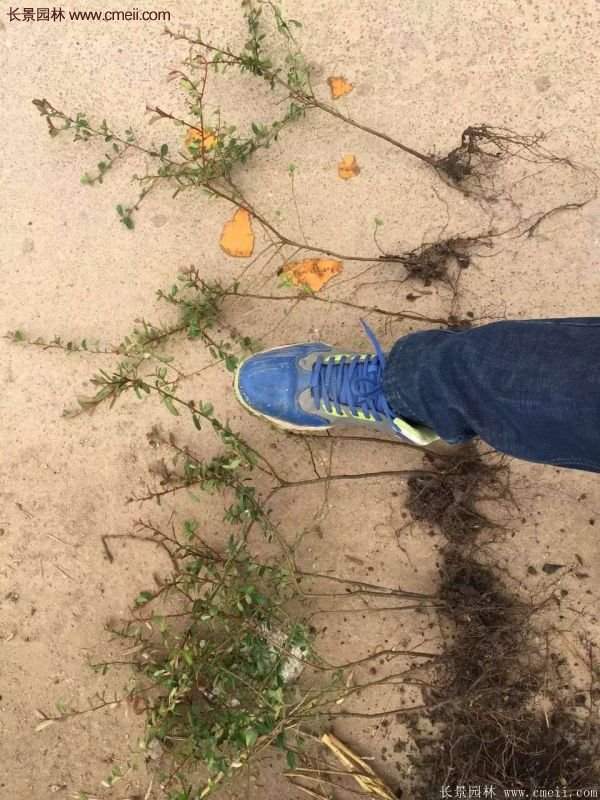 優(yōu)質(zhì)火棘苗 優(yōu)質(zhì)火棘苗