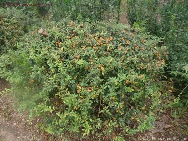 沭陽低價火棘苗 沭陽低價火棘苗