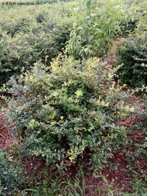 沭陽火棘的標準 沭陽火棘的標準