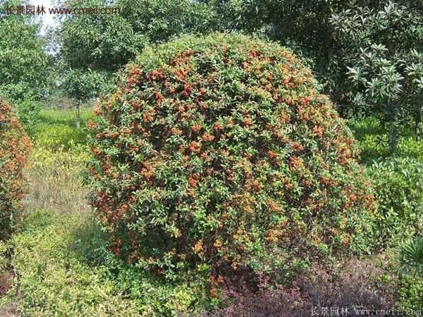 沭陽火棘的標準 沭陽火棘的標準