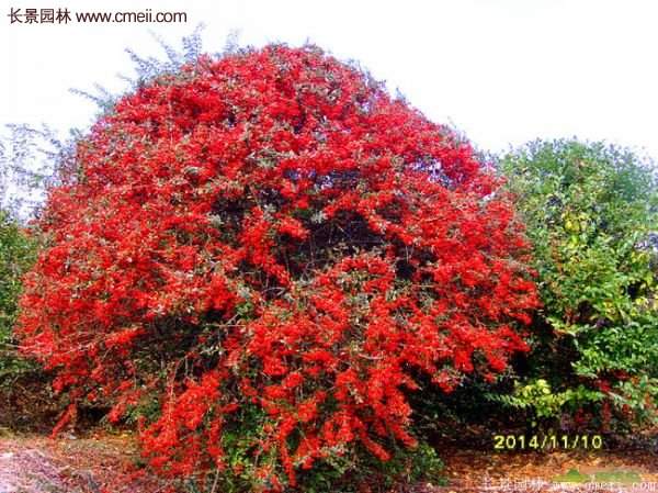 沭陽火棘的標準 沭陽火棘的標準