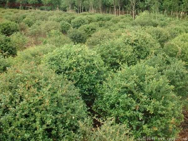 沭陽火棘基地 沭陽火棘基地
