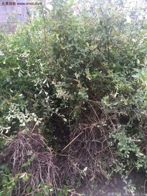 火棘基地 火棘基地