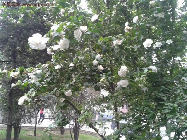 白花重瓣木槿圖片