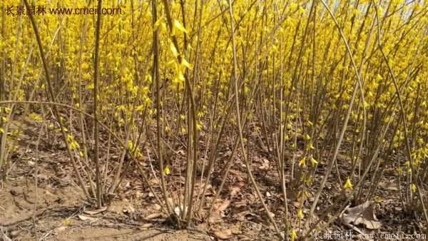 沭陽(yáng)連翹苗