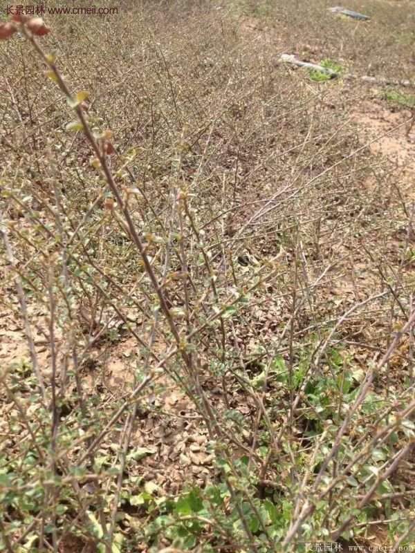 沭陽的連翹市場 沭陽的連翹市場